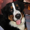 ltima foto del fotolog de PuppyBruma