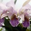 Cattleya_mossiae