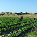 monchoyo