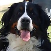 Foto de Anima_Bessona