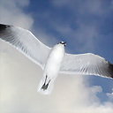 glizia