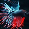 Foto de MissBettas