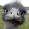 Patoraco
