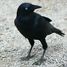furci_raven