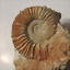 Phylloceras