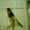piolin_42