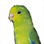 juanjorro