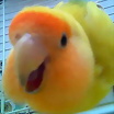 Foto de Ranita-Kiruru